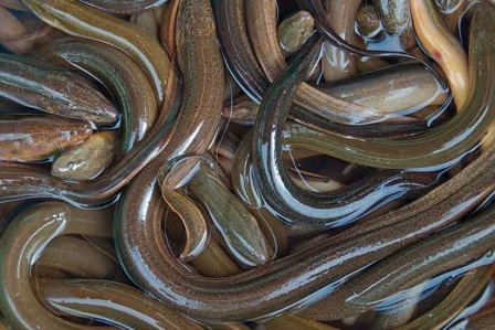 Germany bans eel fishing
