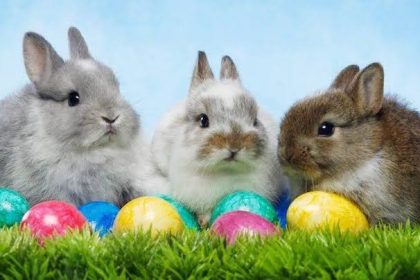 The Egg and Rabbits emblems of Easter celebration