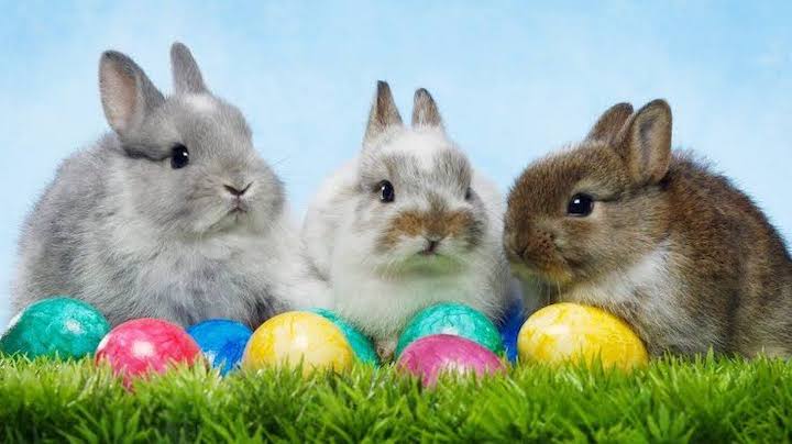 The Egg and Rabbits emblems of Easter celebration