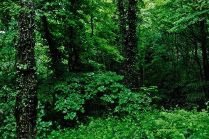 A very thick forest often destroyed by activities of miners