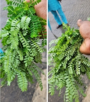 Phyllanthus Urinaria, Gale of the Wind or {Ogbukoiyeke}