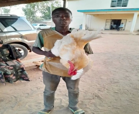 Police arrest man having sex with a cock Lawali Mori, 17 from Girei Local Government area with the cock