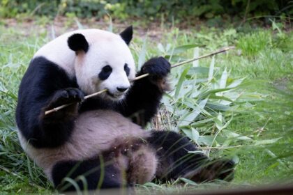 Pregnant Panda in Berlin