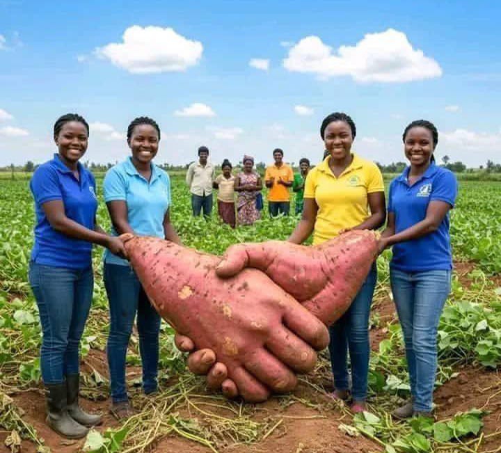 Let’s come together, the sweet potato seems to be saying